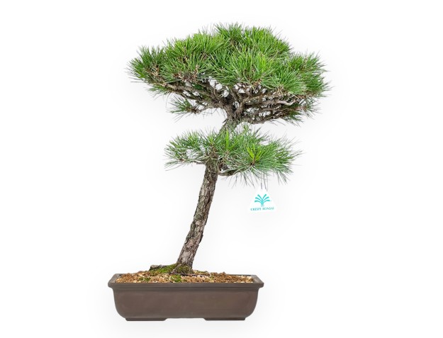 Bonsaï Pinus Densiflora 50 cm | Pot rectangulaire en grès