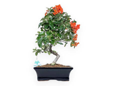 Pyracantha Bonsai von 39 cm | Blauer rechteckiger Topf