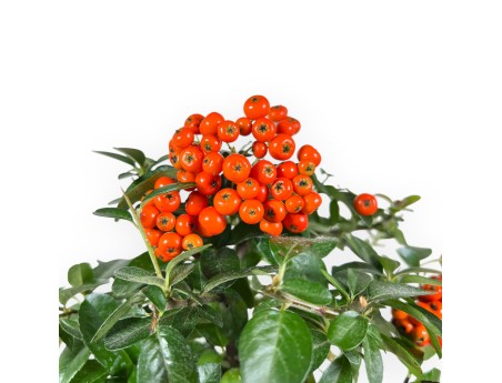 Pyracantha Bonsai von 39 cm | Blauer rechteckiger Topf