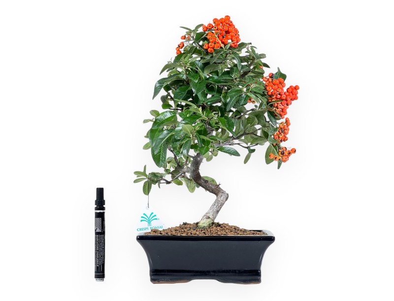 Pyracantha Bonsai von 39 cm | Blauer rechteckiger Topf