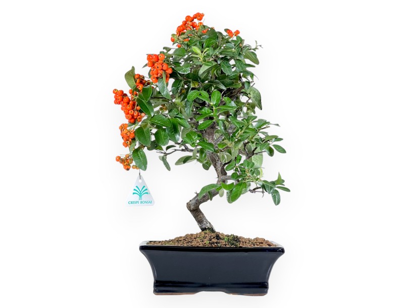 Bonsaï de Pyracantha de 39 cm | Pot rectangulaire bleu