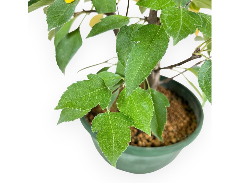 Werkplant van appelboom van 46 cm | Plastic pot