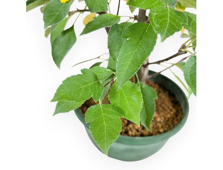 Plante à travailler de pommier de 46 cm | Pot en plastique