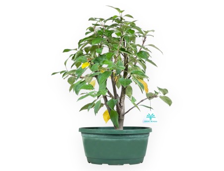 Planta para trabajar de manzano de 46cm | Maceta de plástico