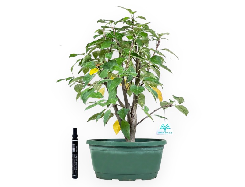 Werkplant van appelboom van 46 cm | Plastic pot