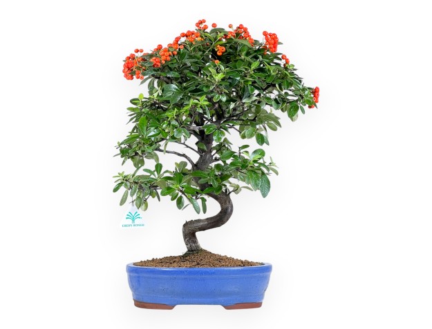 Bonsaï de Pyracantha de 52 cm | Pot ovale bleu