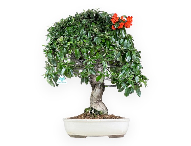 Bonsai di Pyracantha da 62 cm | Vaso ovale beige