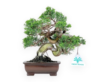Juniper bonsai 21 cm | Rectangular stoneware pot