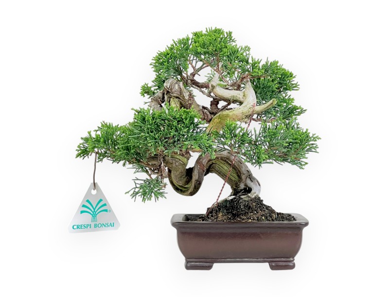 Juniper bonsai 21 cm | Rectangular stoneware pot