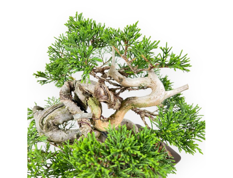 Juniper bonsai 21 cm | Rectangular stoneware pot