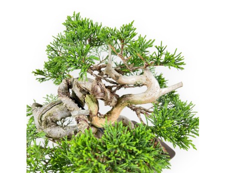 Wacholder Bonsai 21 cm | Rechteckiger Steinguttopf