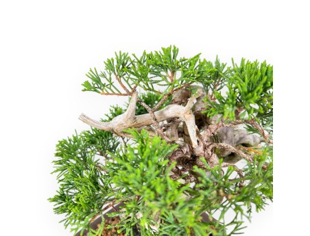 Juniper bonsai 21 cm | Rectangular stoneware pot