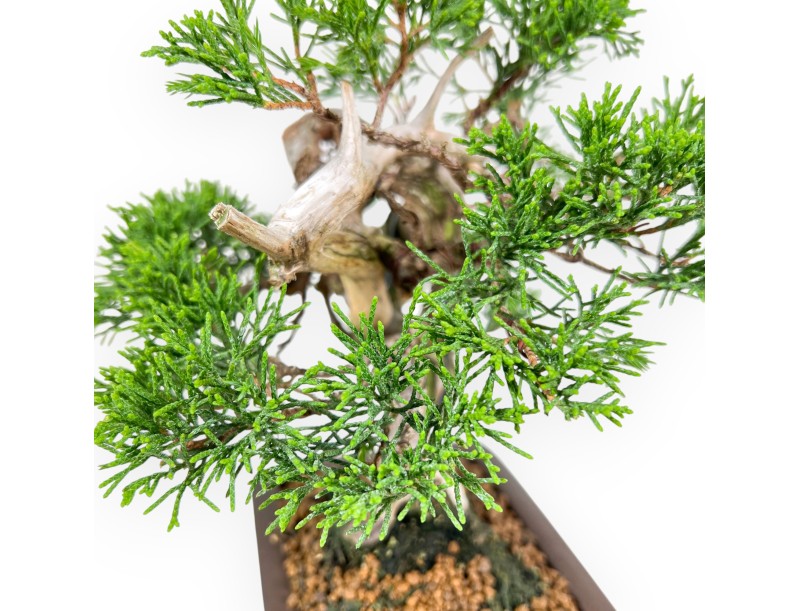 Juniper bonsai 21 cm | Rectangular stoneware pot