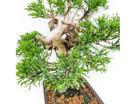 Wacholder Bonsai 21 cm | Rechteckiger Steinguttopf