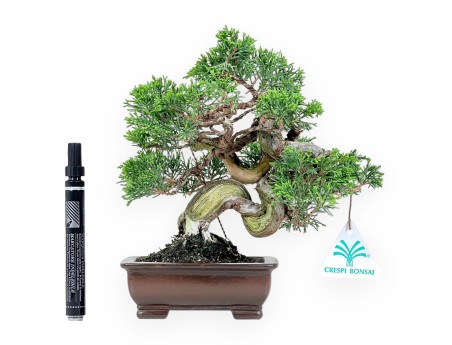 Wacholder Bonsai 21 cm | Rechteckiger Steinguttopf