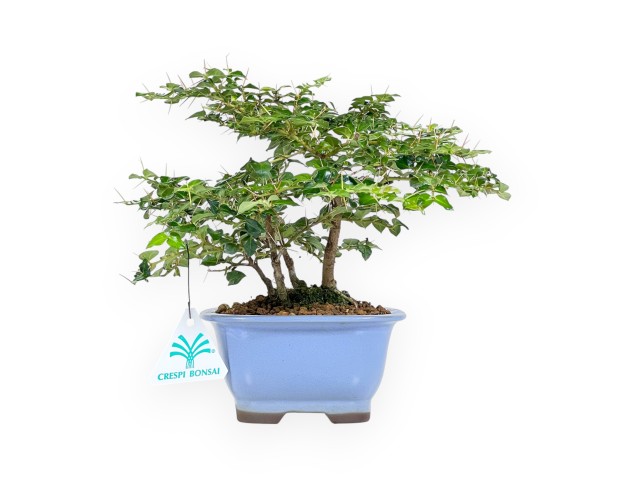 Damnacanthus indicus bonsai 21 cm | Turquoise oval pot