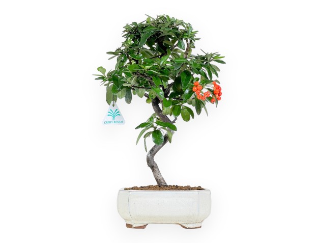 Bonsai di Pyracantha da 38 cm | Vaso rettangolare beige