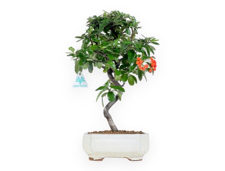 Pyracantha bonsai 38 cm | Beige rectangular pot