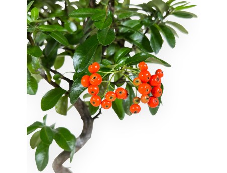 Pyracantha bonsai 38 cm | Beige rectangular pot