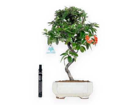 Pyracantha bonsai 38 cm | Beige rectangular pot