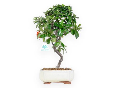 Pyracantha bonsai 38 cm | Beige rectangular pot