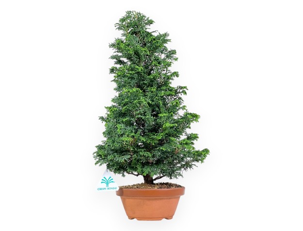 Chamaecyparis bonsai 41 cm | Round unglazed growing pot