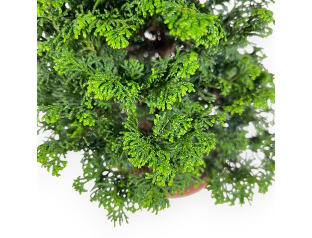 Bonsai di Chamaecyparis da 41 cm | Vaso tondo in cotto 2