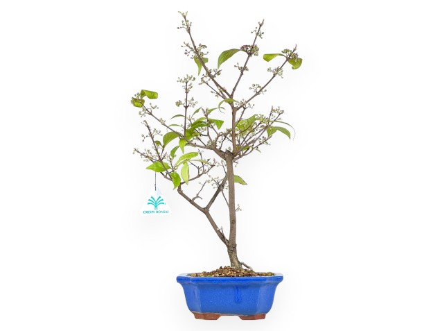 Bonsaï Callicarpa de 47 cm | Pot rectangulaire bleu