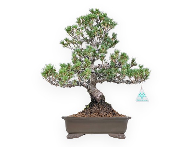 Pinus Pentaphylla bonsai 38cm | Pot rectangulaire en grès