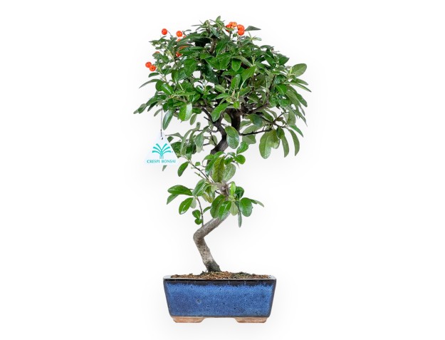 Bonsaï de Pyracantha de 40 cm | Pot rectangulaire bleu