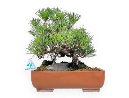 Pinus thunbergii bonsai 31 cm | Rectangular stoneware pot