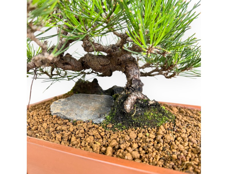 Pinus thunbergii bonsai 31 cm|Rechthoekige ongeglazuurde pot