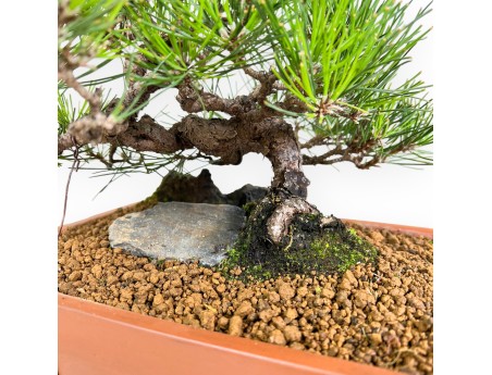 Pinus thunbergii bonsai 31 cm | Pot rectangulaire en grès