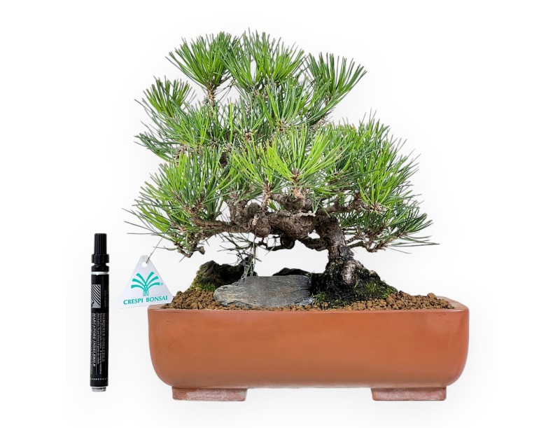 Pinus thunbergii bonsai 31 cm | Rectangular stoneware pot