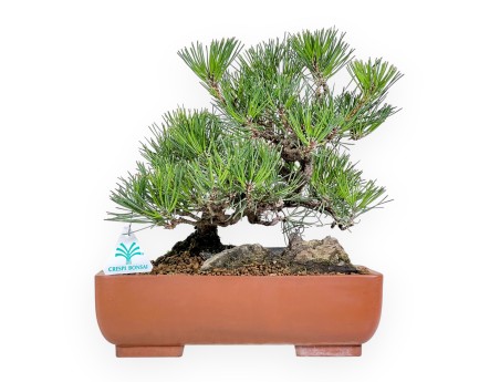 Pinus thunbergii bonsai 31 cm | Rectangular stoneware pot