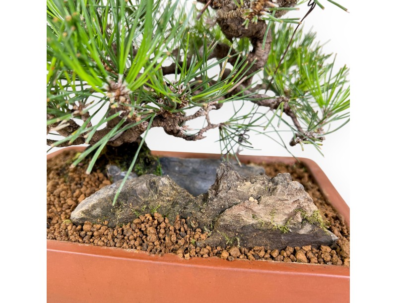 Pinus thunbergii bonsái 31 cm | Maceta rectangular de gres