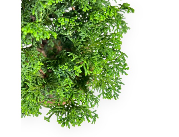 Bonsai di Chamaecyparis da 47 cm | Vaso tondo in cotto 2