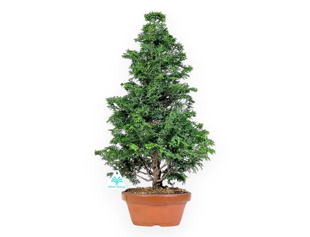 Bonsai di Chamaecyparis da 47 cm | Vaso tondo in cotto