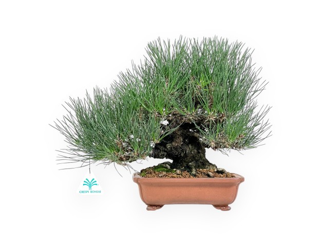 Bonsai di Pinus thunbergii da 30 cm | Vaso rettangolare grès