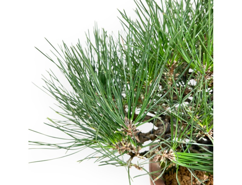 Pinus thunbergii Bonsai 30 cm | Rechteckiger Steinguttopf