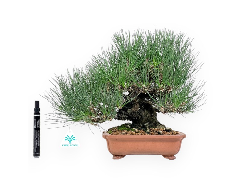 Pinus thunbergii Bonsai 30 cm | Rechteckiger Steinguttopf