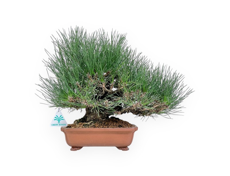 Pinus thunbergii bonsai 30 cm | Rectangular stoneware pot
