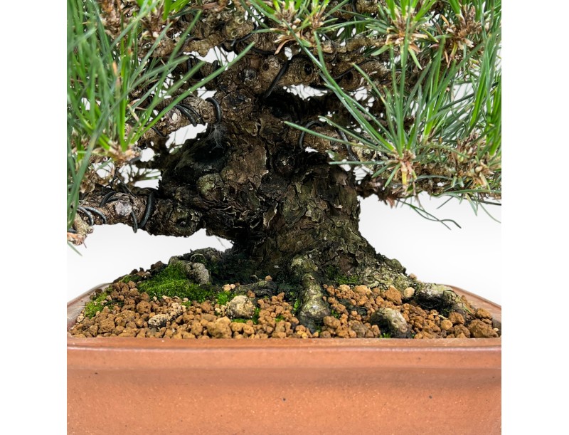 Pinus thunbergii bonsai 30 cm|Rechthoekige ongeglazuurde pot