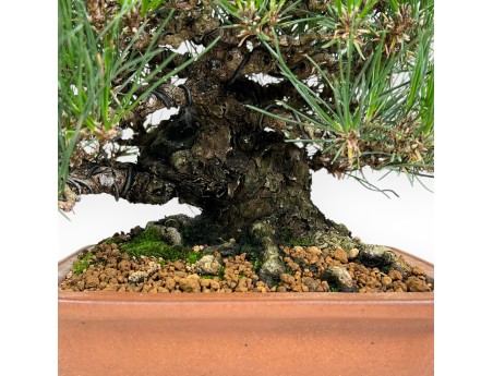 Pinus thunbergii Bonsai 30 cm | Rechteckiger Steinguttopf