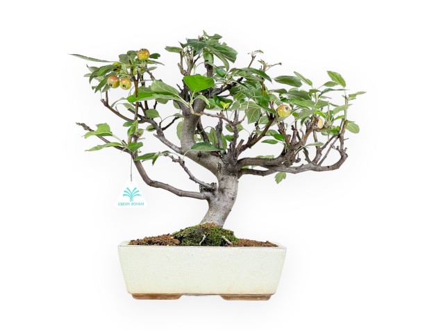 Bonsai di melo da 39 cm | Vaso rettangolare beige