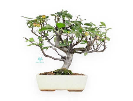 Apple tree bonsai 39 cm| Beige rectangular pot