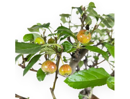 Apple tree bonsai 39 cm| Beige rectangular pot