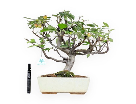 Appelboom bonsai van 39 cm | Beige rechthoekige pot