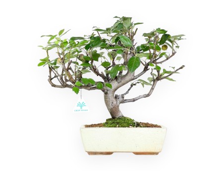 Appelboom bonsai van 39 cm | Beige rechthoekige pot