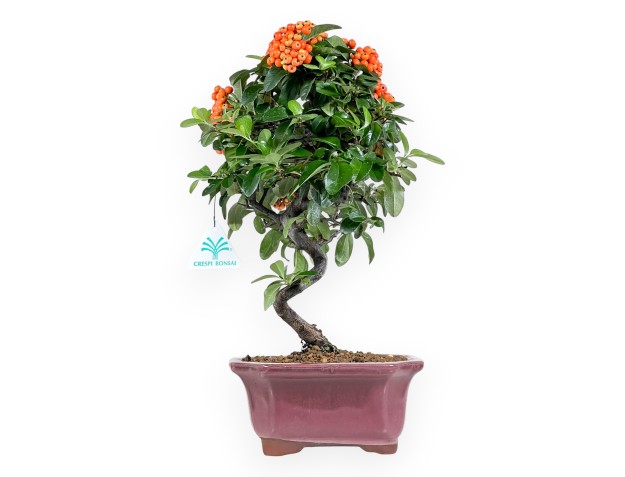 Bonsaï de Pyracantha de 38 cm | Pot rectangulaire pourpre